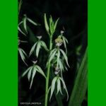 g_ENCYCLIA LANCIFOLIA