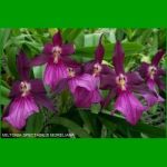 g_MILTONIA SPECTABILIS MORELIANA