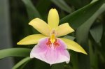miltonia-sunset-x-miltonia-regnelii-citrina