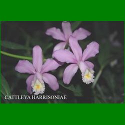 g_CATTLEYA HARRISONIAE