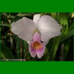 g_CATTLEYA SCHROEDERAE