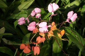 KONICA MINOLTA DIGITAL CAMERA