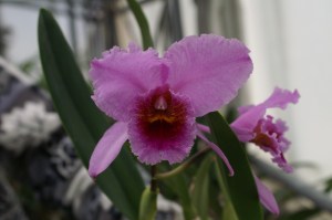 KONICA MINOLTA DIGITAL CAMERA