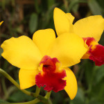 rhyncholaeliocattleya-little-magician.jpg