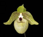 305Paphiopedilum malipoense_3
