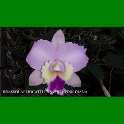g_BRASSOLAELIOCATTLEYA CHIEF PINK DIANA