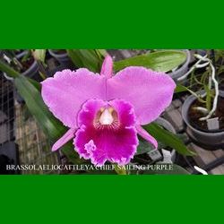 g_BRASSOLAELIOCATTLEYA CHIEF SAILING PURPLE