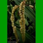 g_PHOLIDOTA IMBRICATA