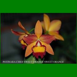 g_POTINARA CHIEF SWEET ORANGE SWEET ORANGE