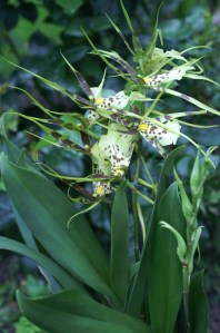 KONICA MINOLTA DIGITAL CAMERA