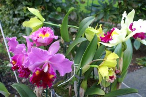 KONICA MINOLTA DIGITAL CAMERA