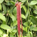 bulbophyllum-treschii