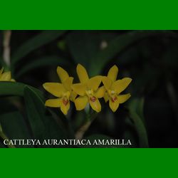 g_cattleya-aurantiaca-amarilla