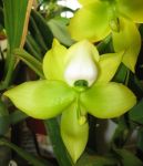 24527d1260799234-cycnoches-warscewiczii-cyc