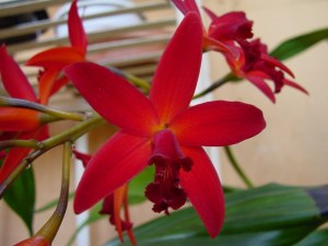 963176dsc05777800x600