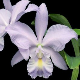 cattleya-sea-breeze