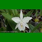 g_cattleya-oro-verde-azul