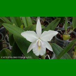 g_cattleya-oro-verde-azul