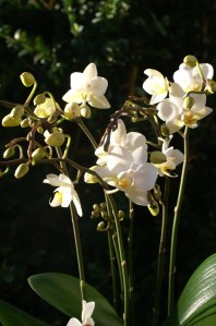 KONICA MINOLTA DIGITAL CAMERA