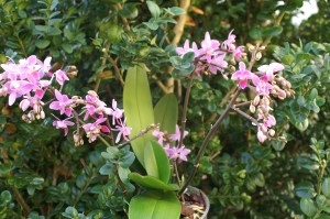 KONICA MINOLTA DIGITAL CAMERA