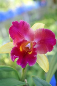 KONICA MINOLTA DIGITAL CAMERA