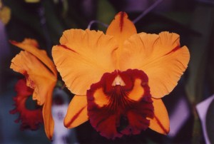 blc-tainan-gold-orchis