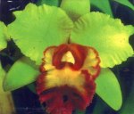 blc-young-kong-green