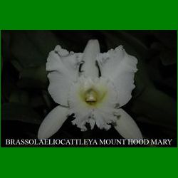 g_brassolaeliocattleya-mount-hood-mary