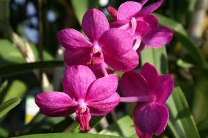 KONICA MINOLTA DIGITAL CAMERA