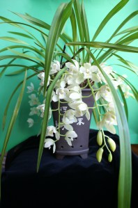 KONICA MINOLTA DIGITAL CAMERA