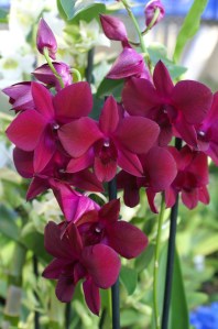 Dendr phal Sa nooks pöurple