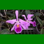 g_cattleya-jenmanii.jpg