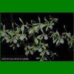 g_encyclia-sp-ecuador