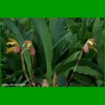 g_maxillaria-brunnea