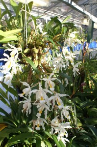 KONICA MINOLTA DIGITAL CAMERA