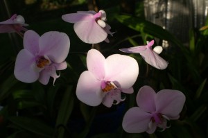 KONICA MINOLTA DIGITAL CAMERA