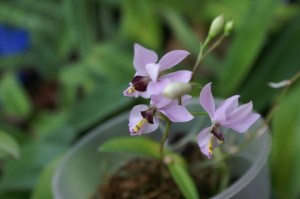 KONICA MINOLTA DIGITAL CAMERA