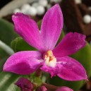 epidendrum-ruju-magic