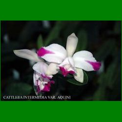 g_cattleya-intermedia-var-aquinii