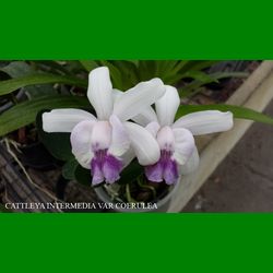 g_cattleya-intermedia-var-coerulea