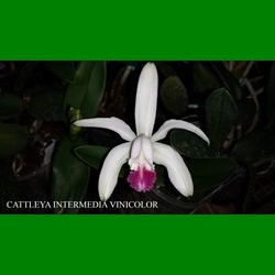 g_cattleya-intermedia-vinicolor