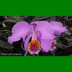 g_cattleya-mossiae