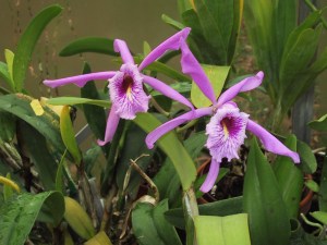 img_3529-cattl-maxima-tbs-fran-lundb