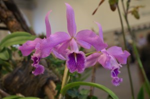 KONICA MINOLTA DIGITAL CAMERA