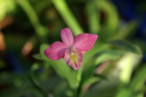 KONICA MINOLTA DIGITAL CAMERA