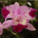 cattleya-mari-s-love-taka