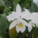 cattleya-mary-jane-proebstle