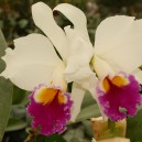 cattlianthe-jewel-box-sheherazade-guariantheaurantiaca-x-cattleya-anzac