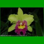 g_brassolaeliocattleya-young-kong-sun-16