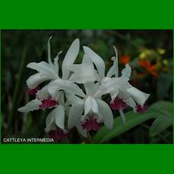 g_cattleya-intermedia